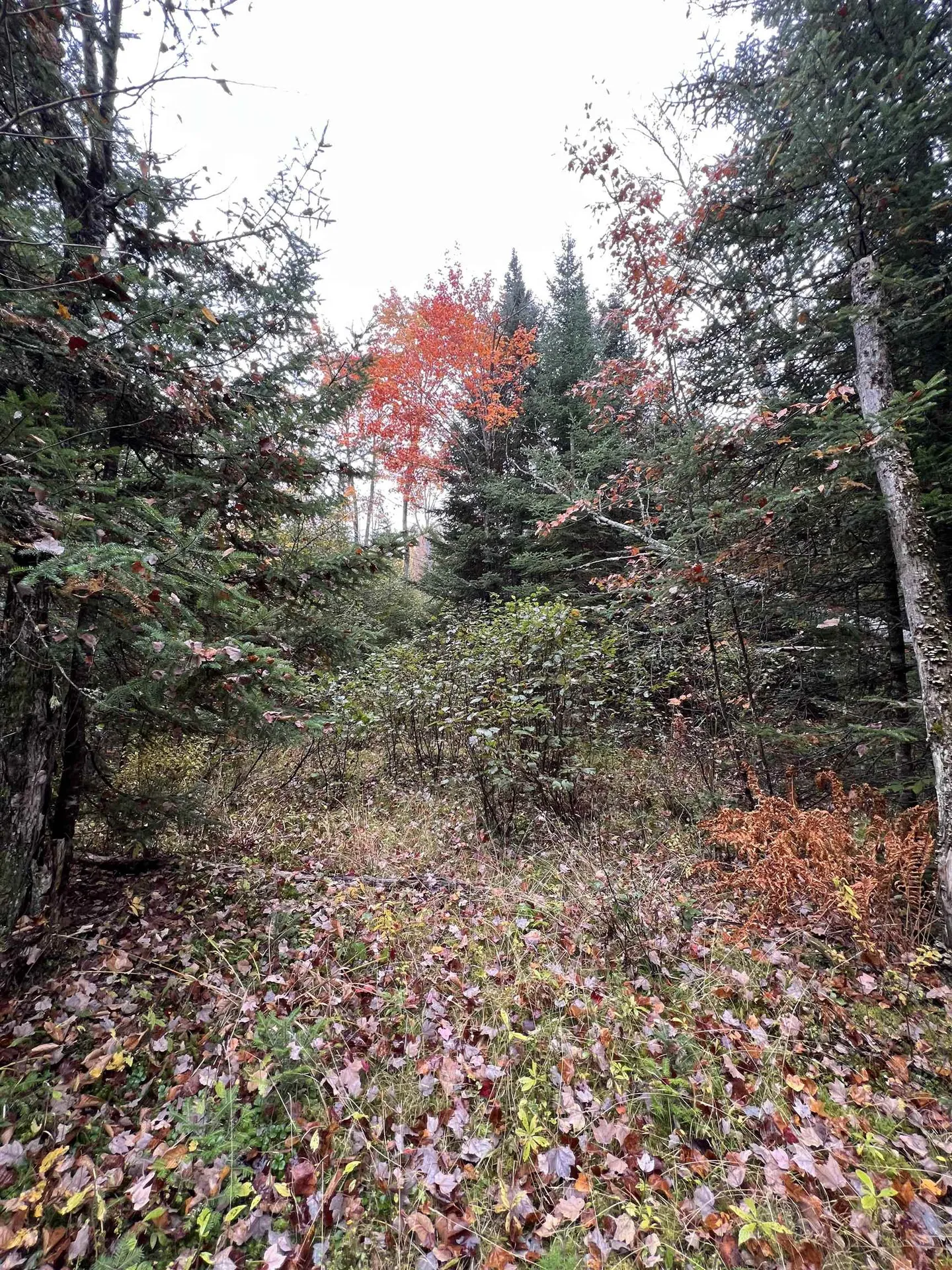 0 Evergreen Drive Dalton NH 03598