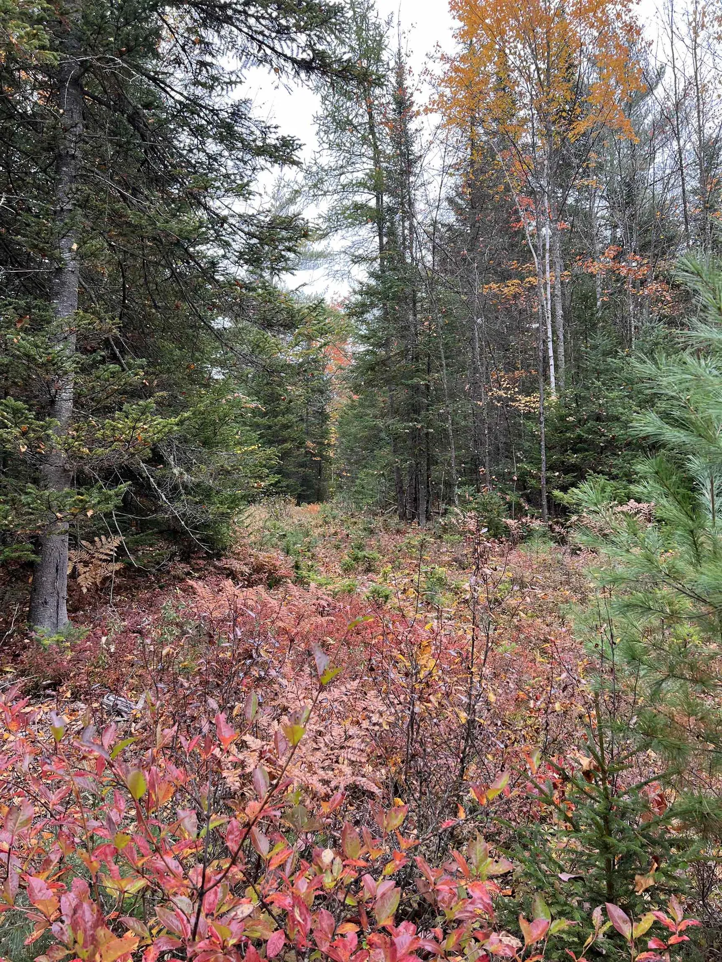 0 Evergreen Drive Dalton NH 03598