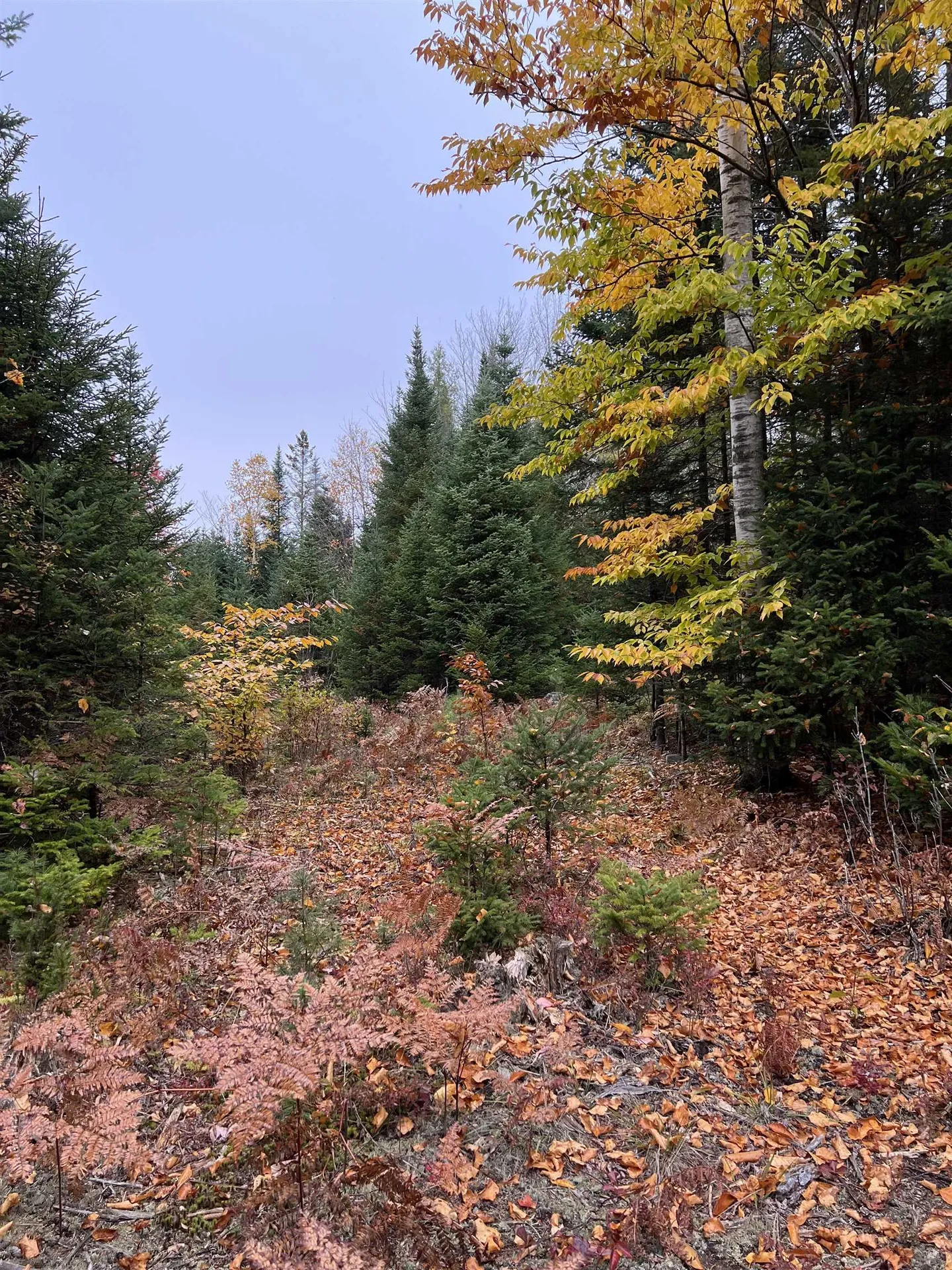 0 Evergreen Drive Dalton NH 03598