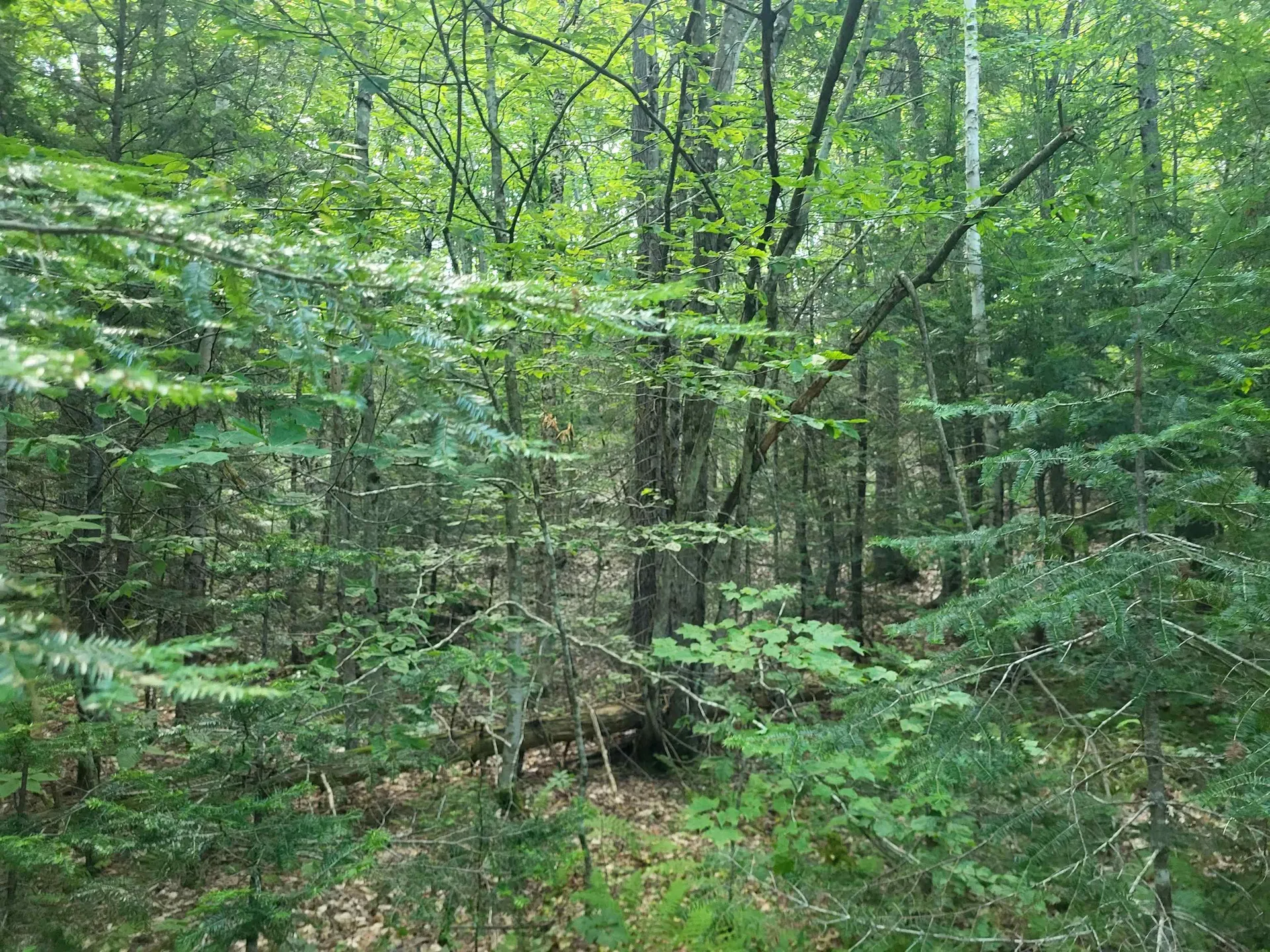 20 Hilliard Road Hill NH 03243