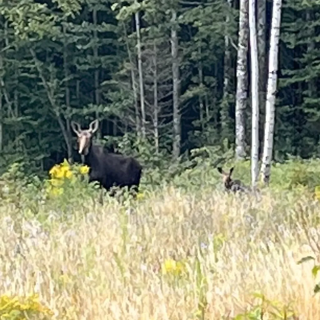 961 Ramsey Road Wheelock VT 05851