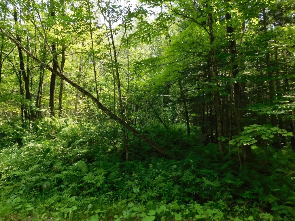 0 Amidon Road Montgomery VT 05471