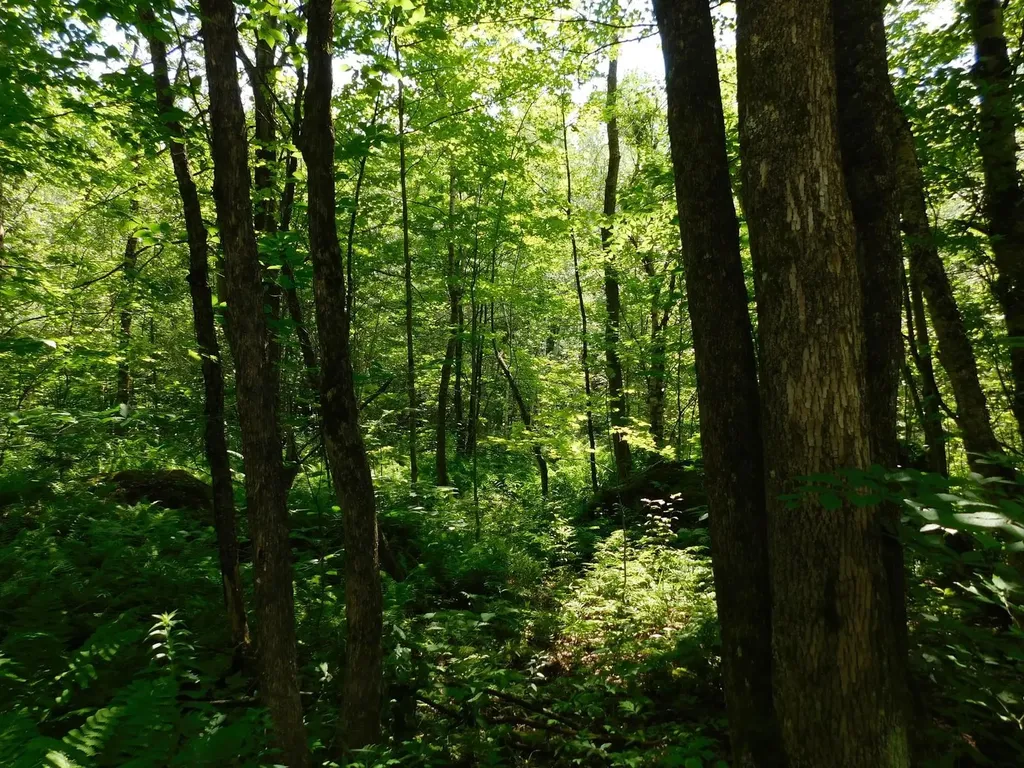 0 Amidon Road Montgomery VT 05471