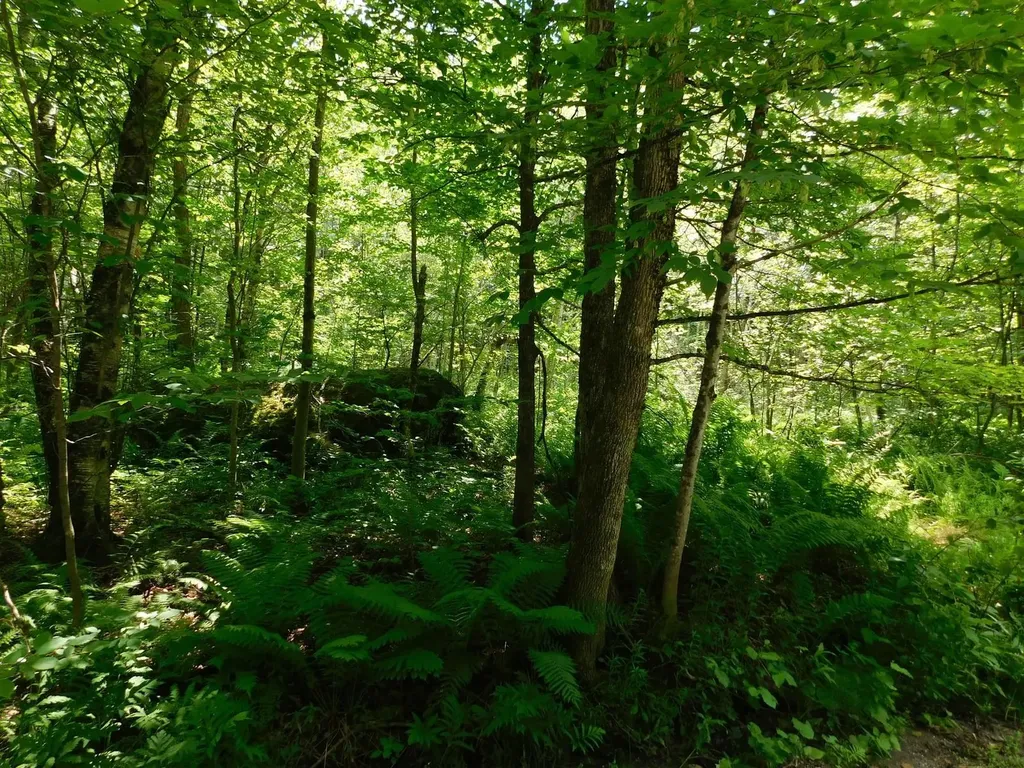 0 Amidon Road Montgomery VT 05471