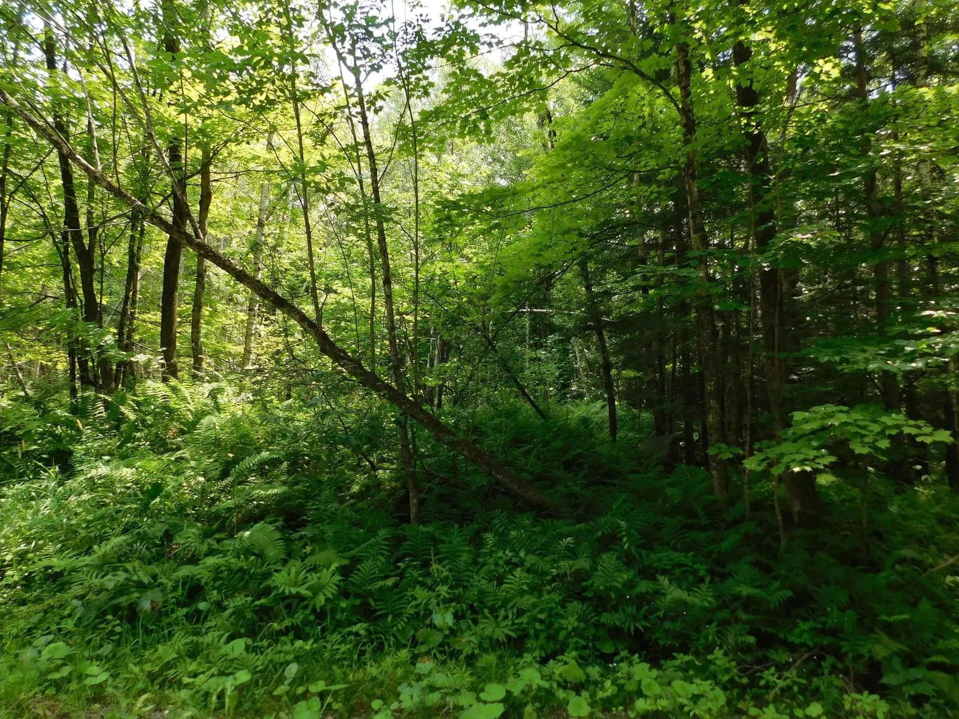 0 Amidon Road Montgomery VT 05471