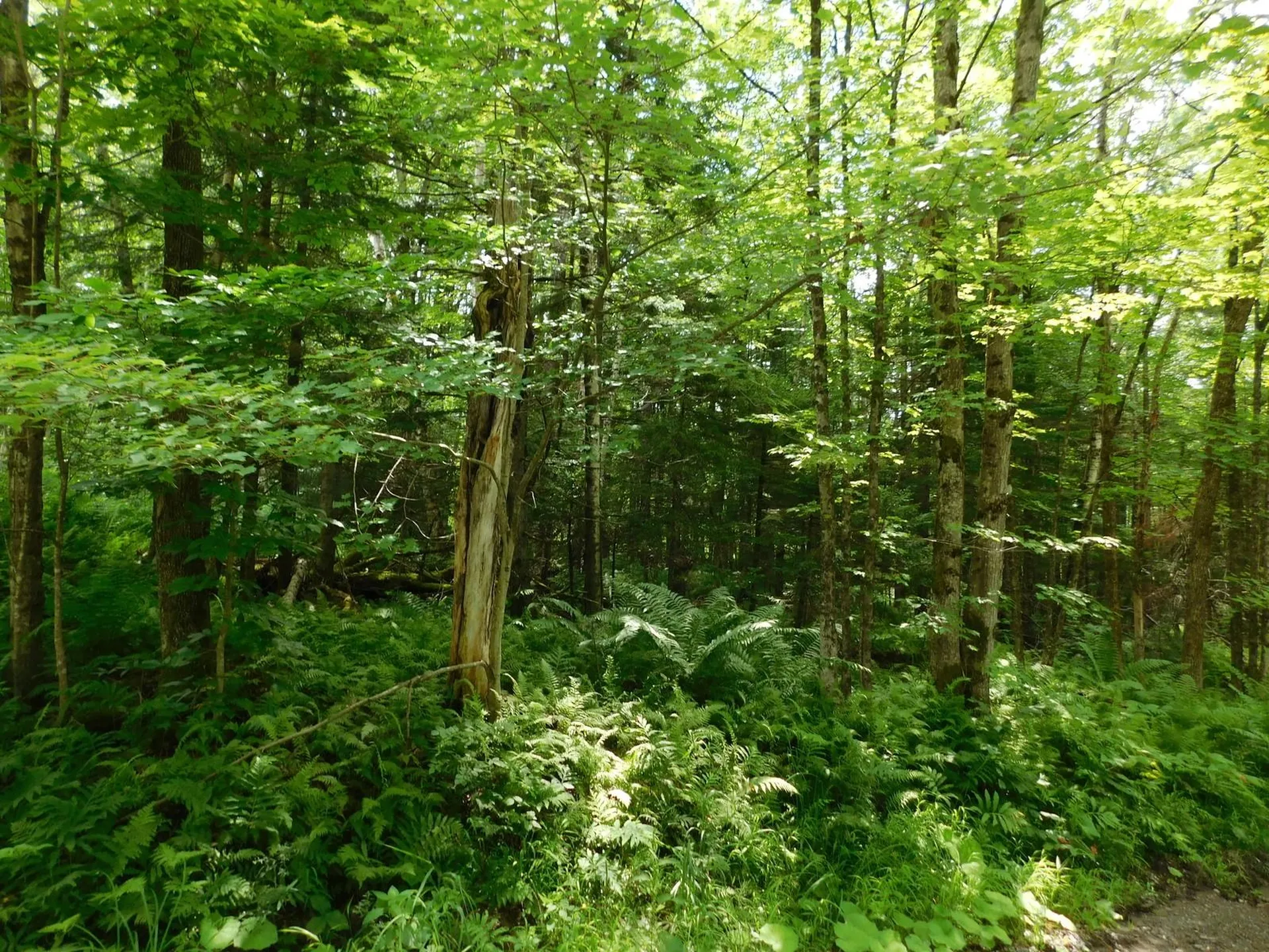 0 Amidon Road Montgomery VT 05471