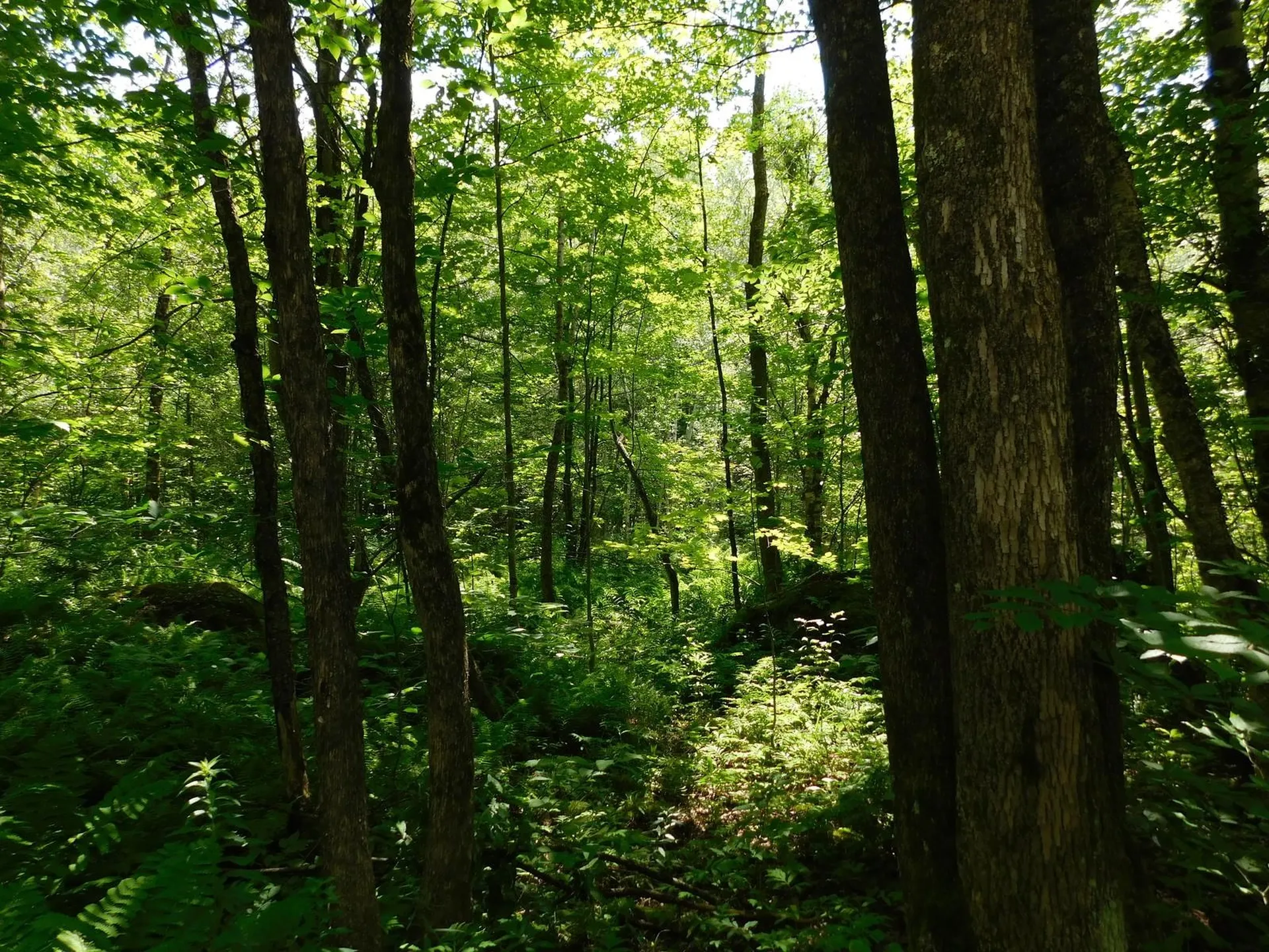 0 Amidon Road Montgomery VT 05471