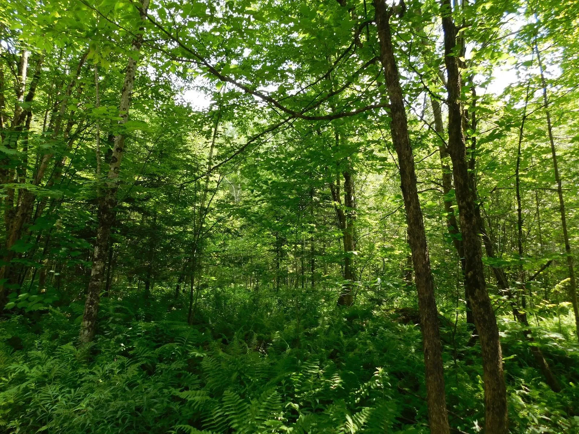 0 Amidon Road Montgomery VT 05471