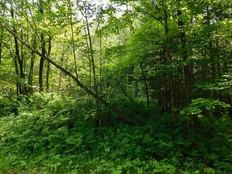 0 Amidon Road Montgomery VT 05471