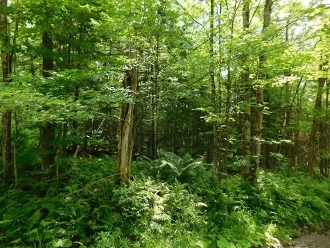 0 Amidon Road Montgomery VT 05471