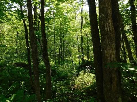 0 Amidon Road Montgomery VT 05471