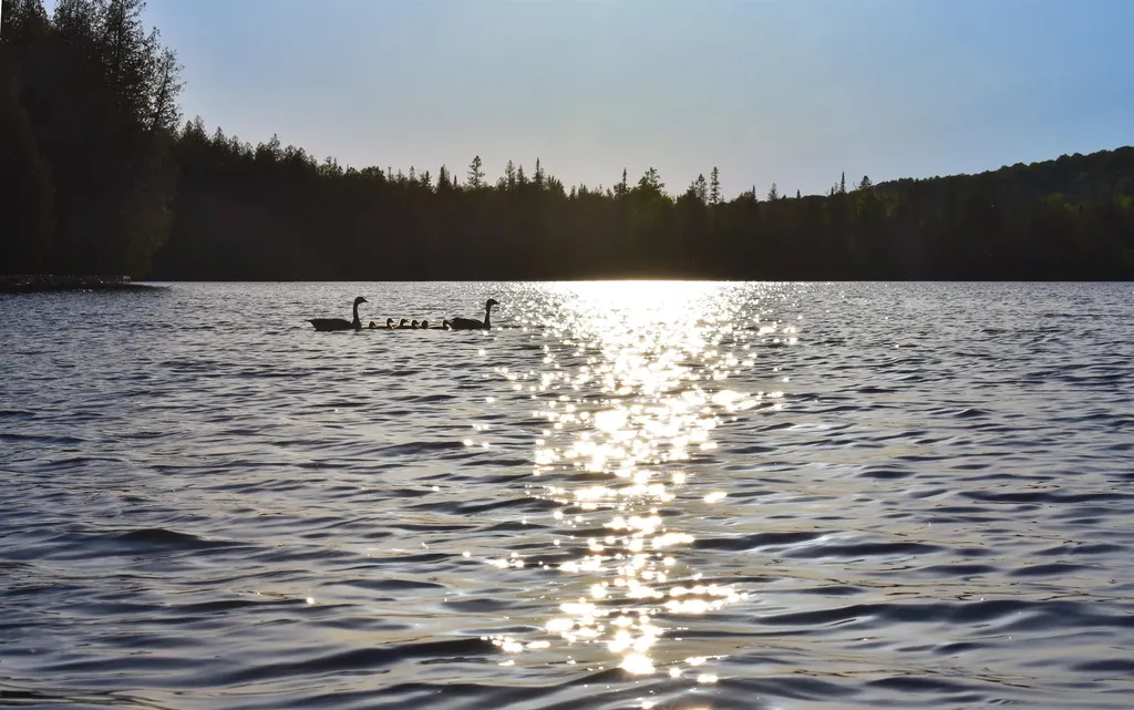 402 Daniels Pond Road Glover VT 05875