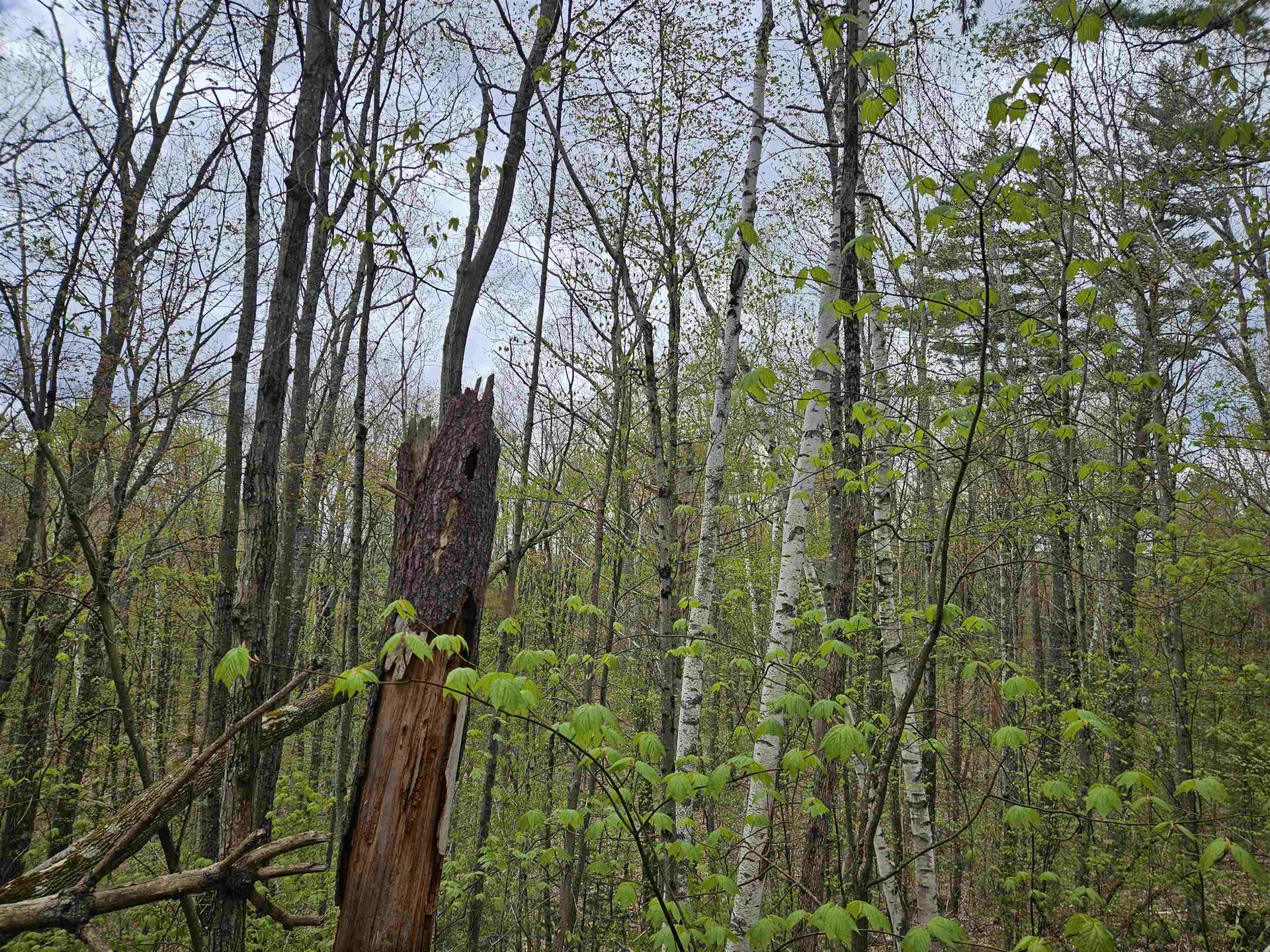 Lot 123 Paulsen Circle Haverhill NH 03765