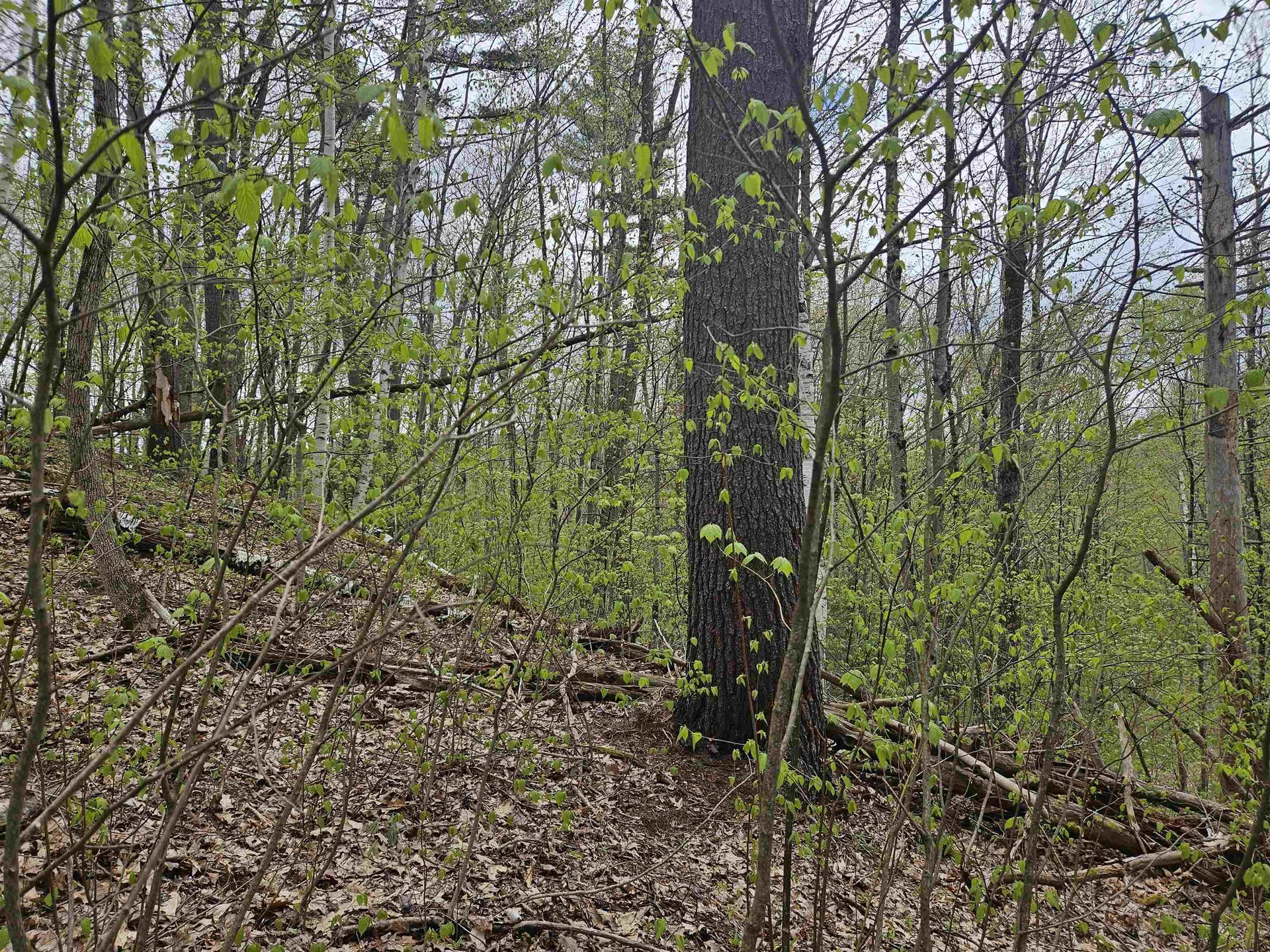 Lot 123 Paulsen Circle Haverhill NH 03765