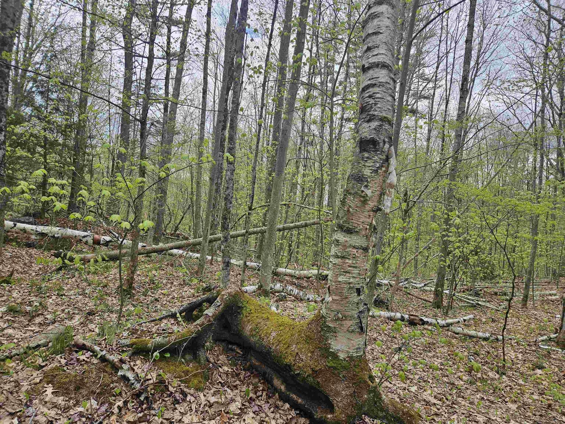 Lot 123 Paulsen Circle Haverhill NH 03765