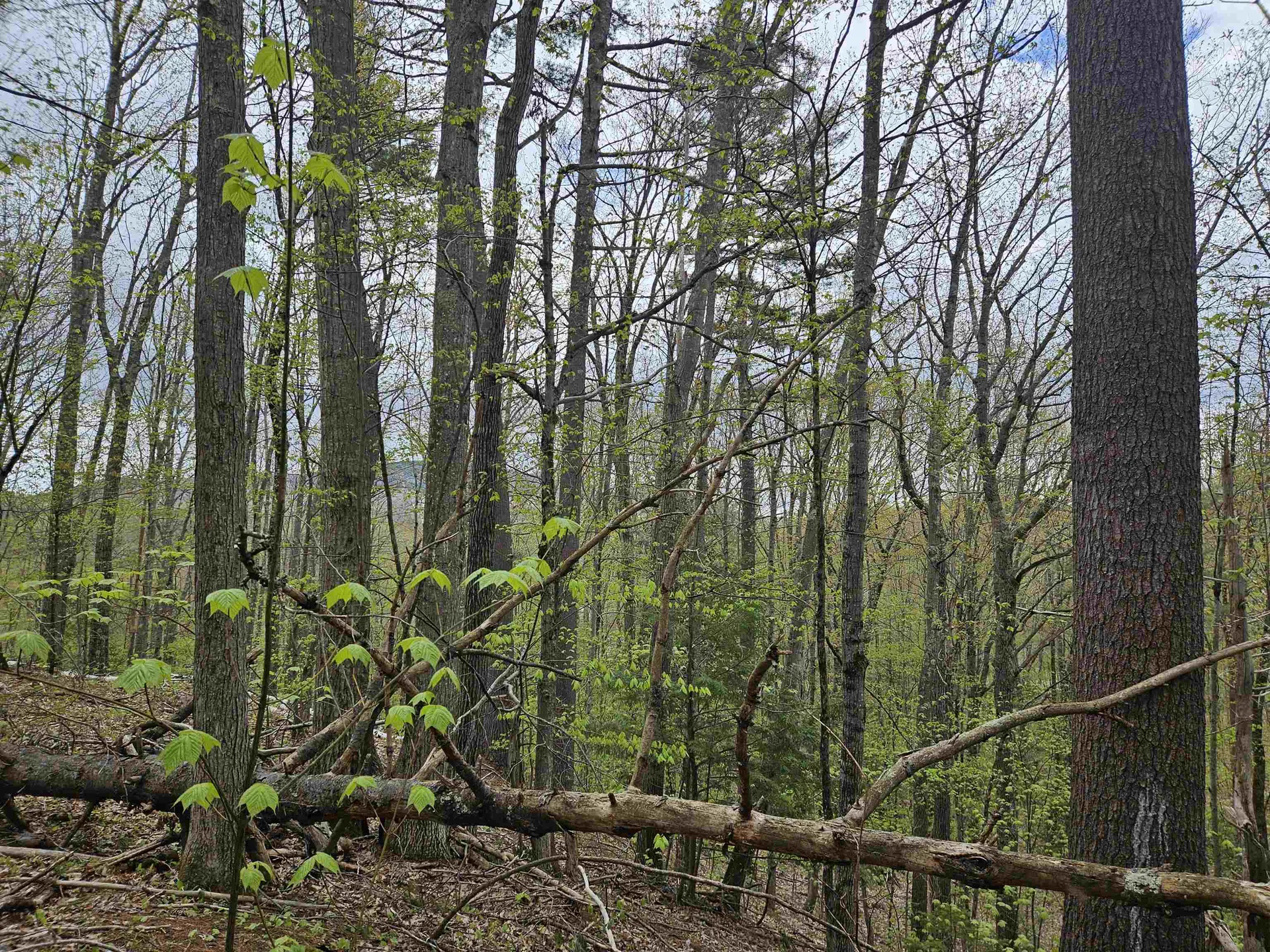 Lot 123 Paulsen Circle Haverhill NH 03765