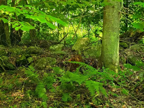 330 Old Stage Coach Road Bradford VT 05033