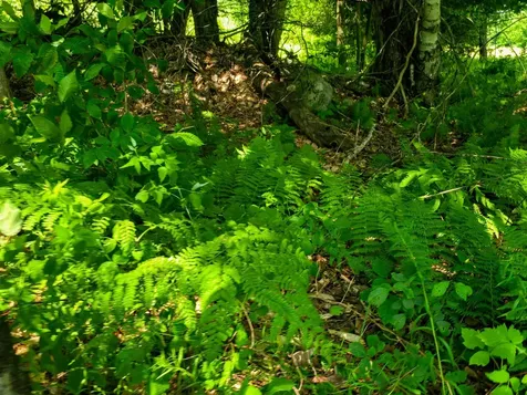 330 Old Stage Coach Road Bradford VT 05033