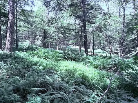 24 Mary White Road Tunbridge VT 05077