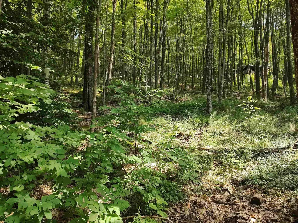 219 Sparrow Hawk Road Rochester VT 05767