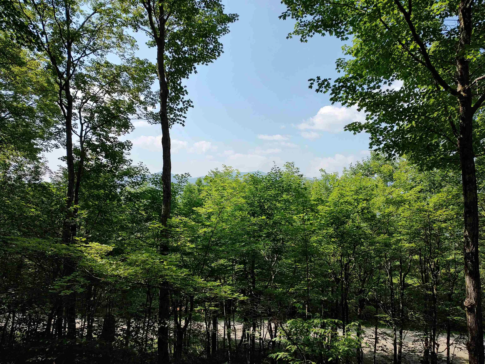 219 Sparrow Hawk Road Rochester VT 05767