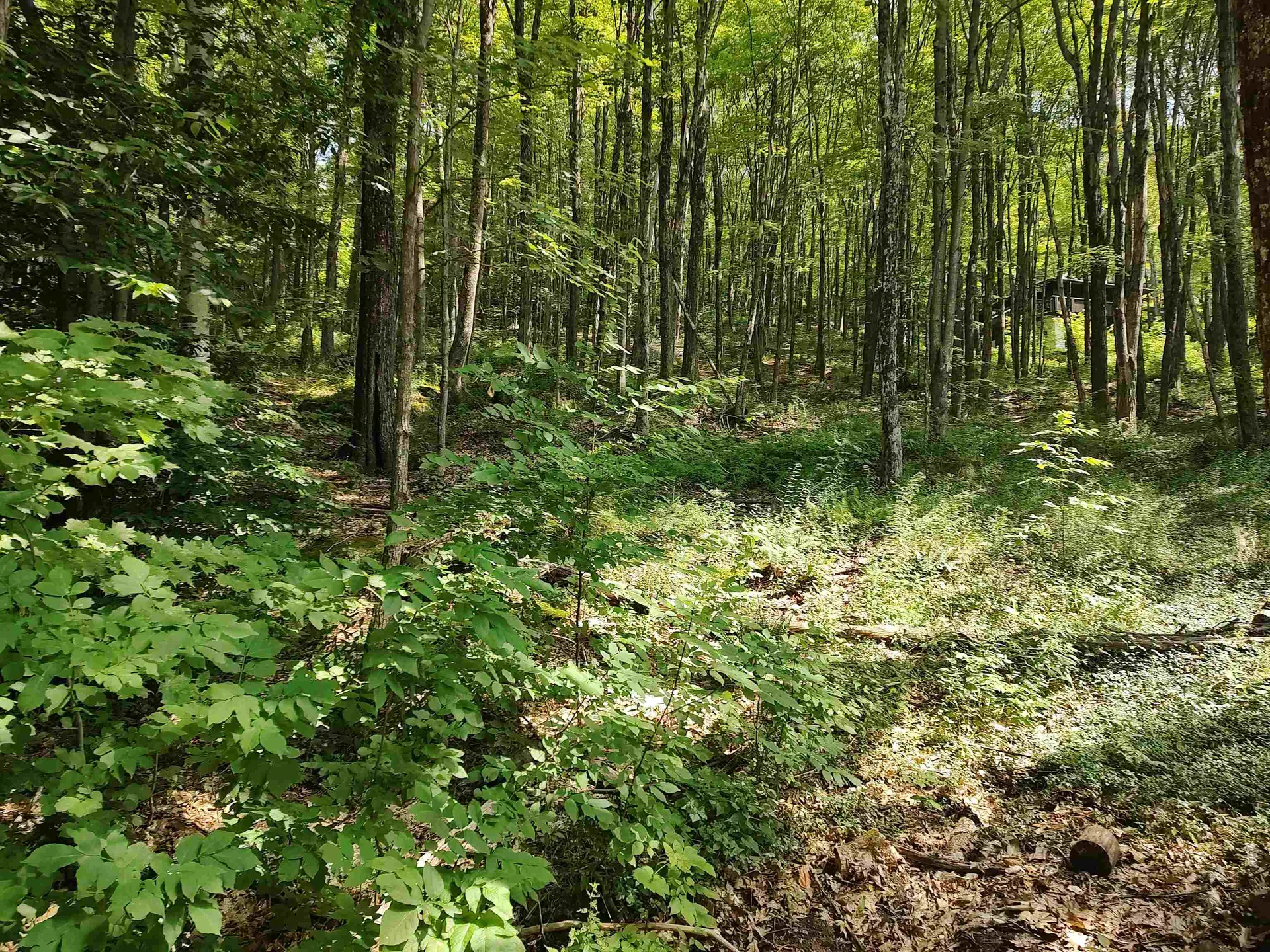 219 Sparrow Hawk Road Rochester VT 05767