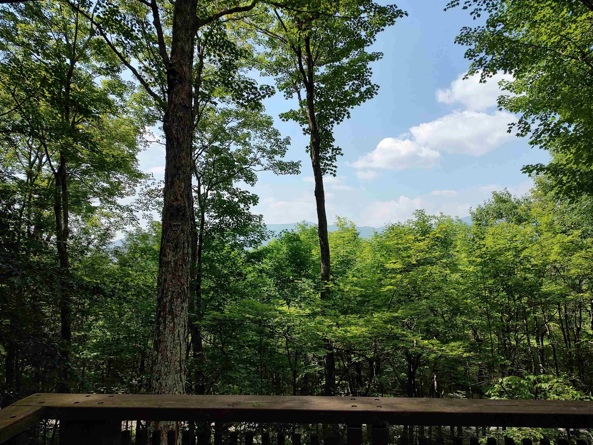 219 Sparrow Hawk Road Rochester VT 05767