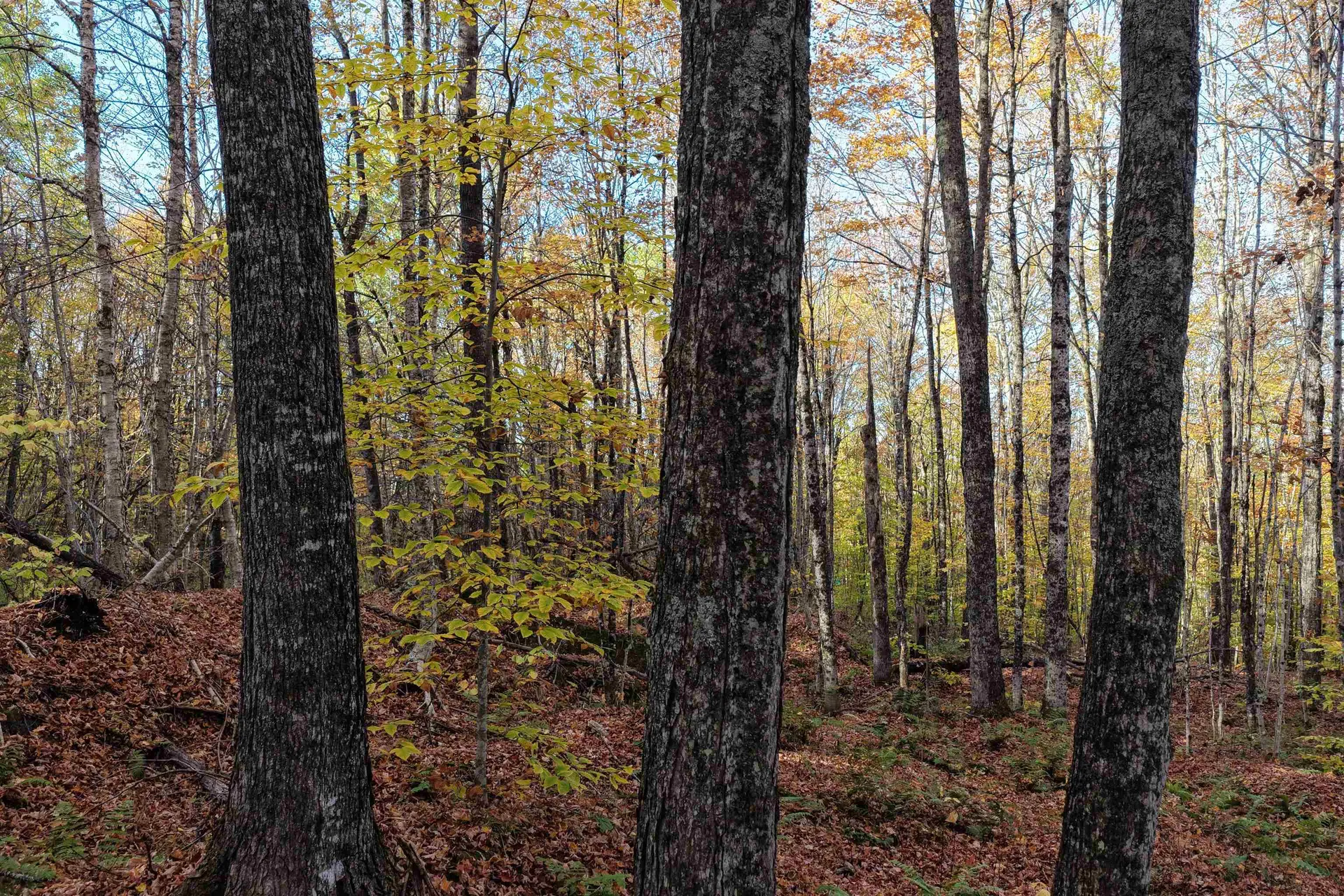 2448 Lost Nation Road East Haven VT 05837