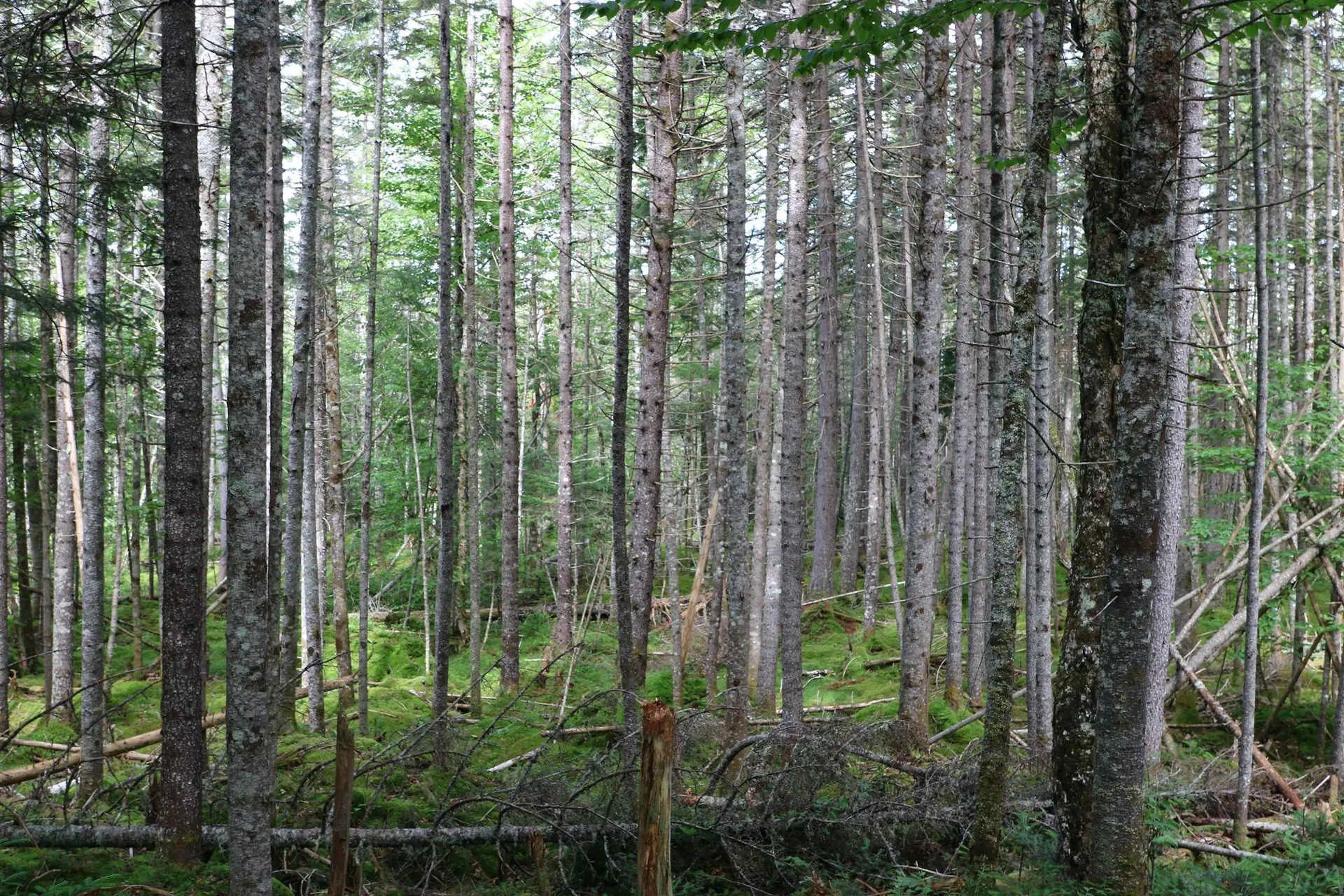 2448 Lost Nation Road East Haven VT 05837