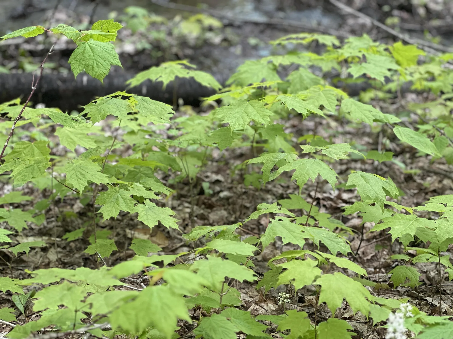 2448 Lost Nation Road East Haven VT 05837