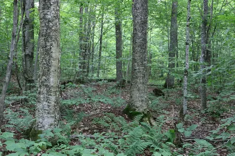 2448 Lost Nation Road East Haven VT 05837