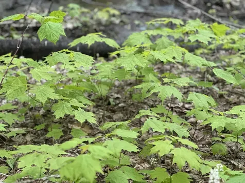 2448 Lost Nation Road East Haven VT 05837