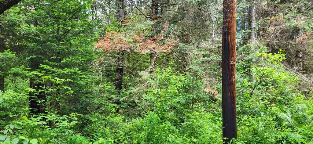 0 Thomas West Road Lunenburg VT 05906