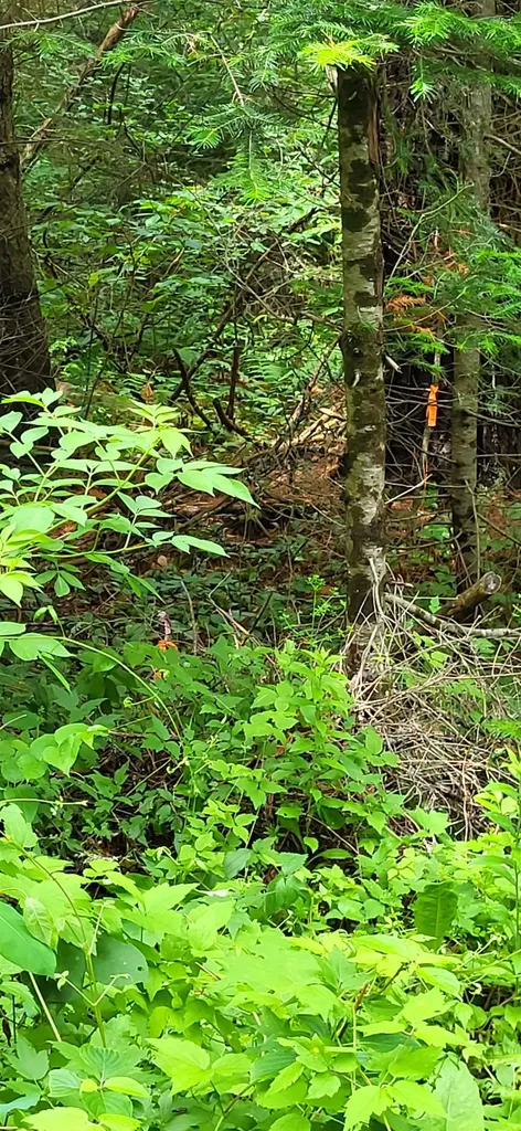 0 Thomas West Road Lunenburg VT 05906