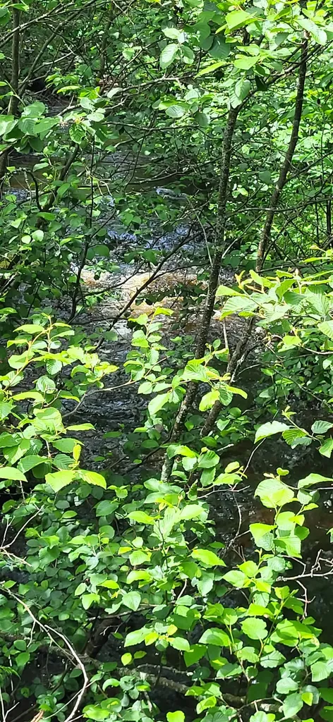 0 Thomas West Road Lunenburg VT 05906