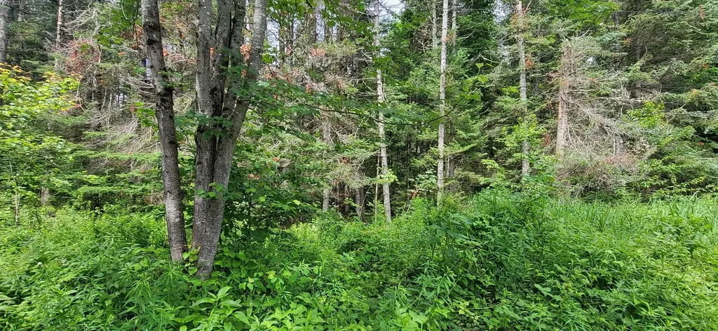 0 Thomas West Road Lunenburg VT 05906