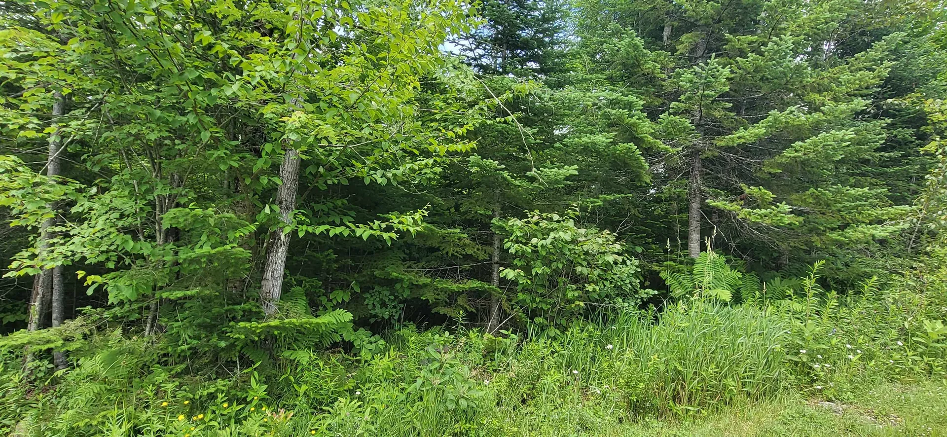 0 Thomas West Road Lunenburg VT 05906