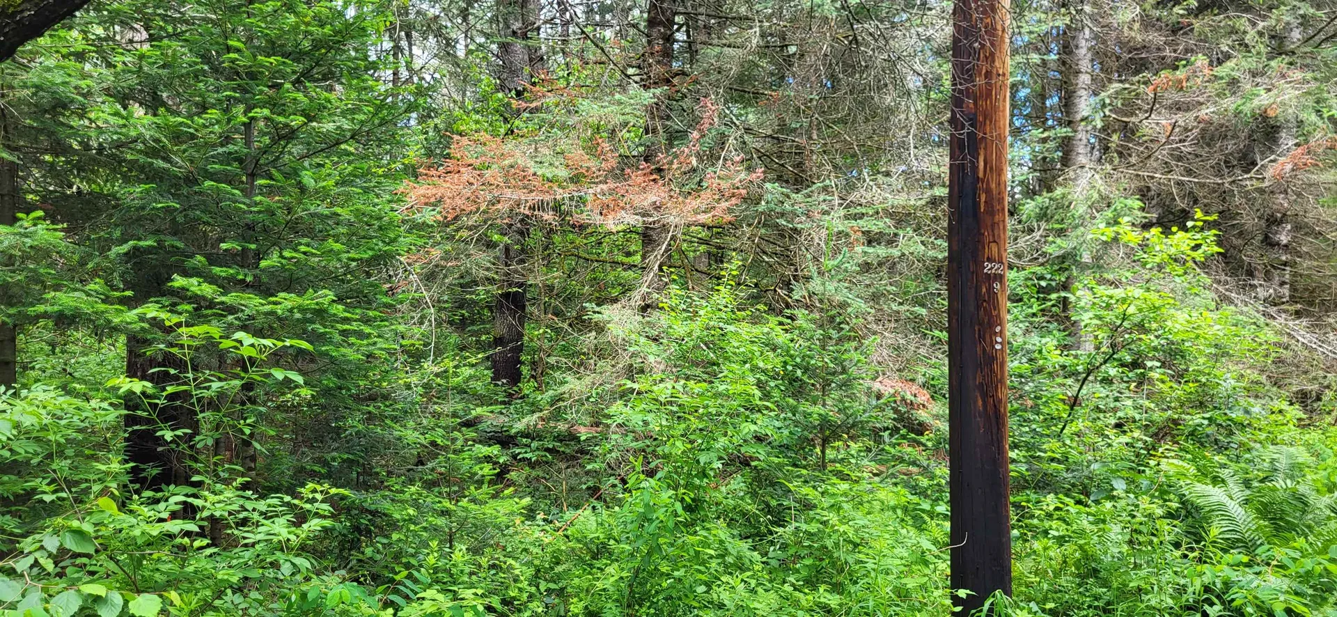 0 Thomas West Road Lunenburg VT 05906