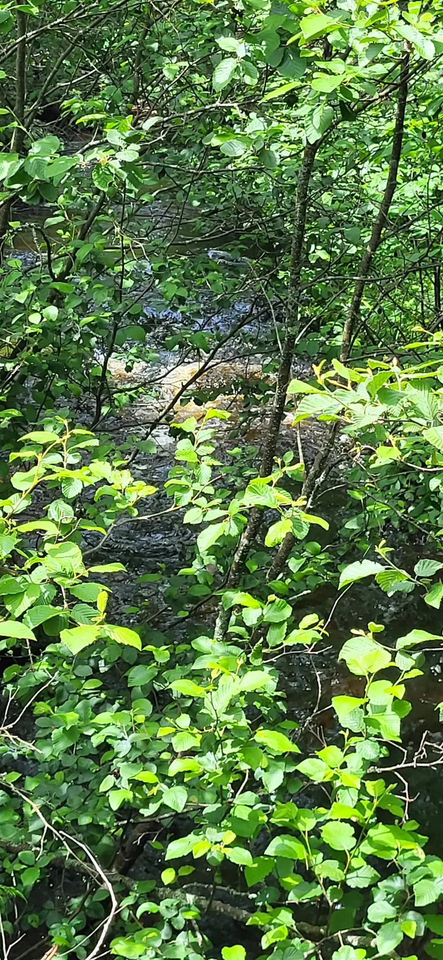 0 Thomas West Road Lunenburg VT 05906