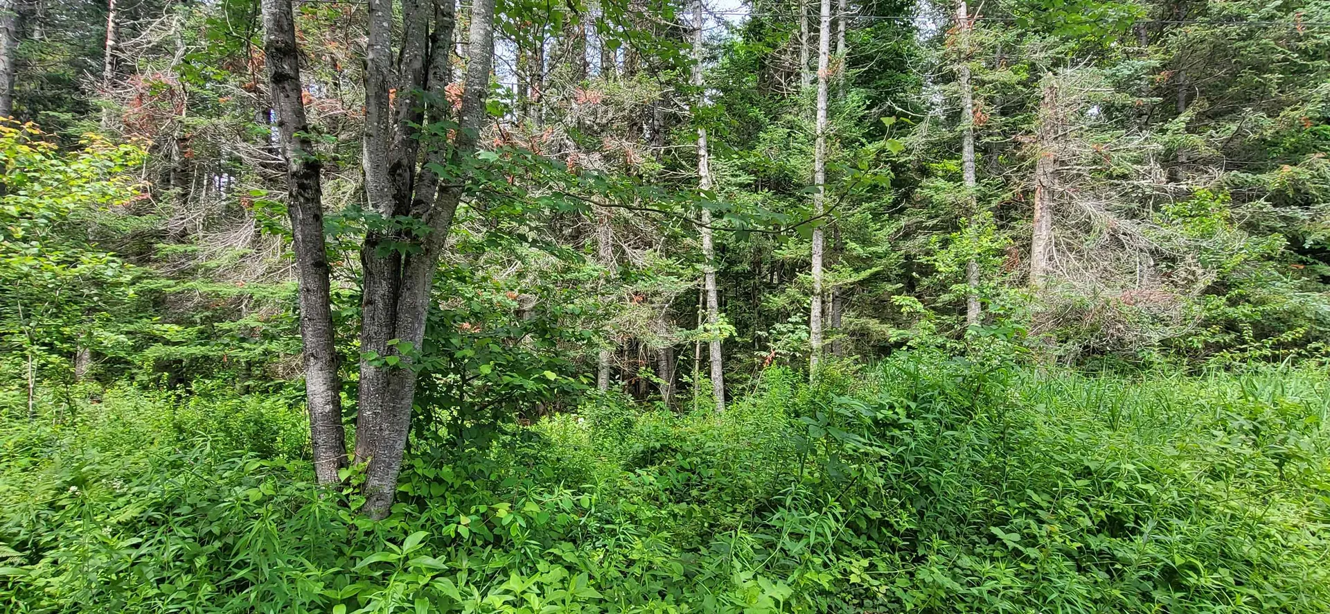 0 Thomas West Road Lunenburg VT 05906