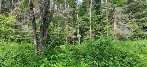 0 Thomas West Road Lunenburg VT 05906