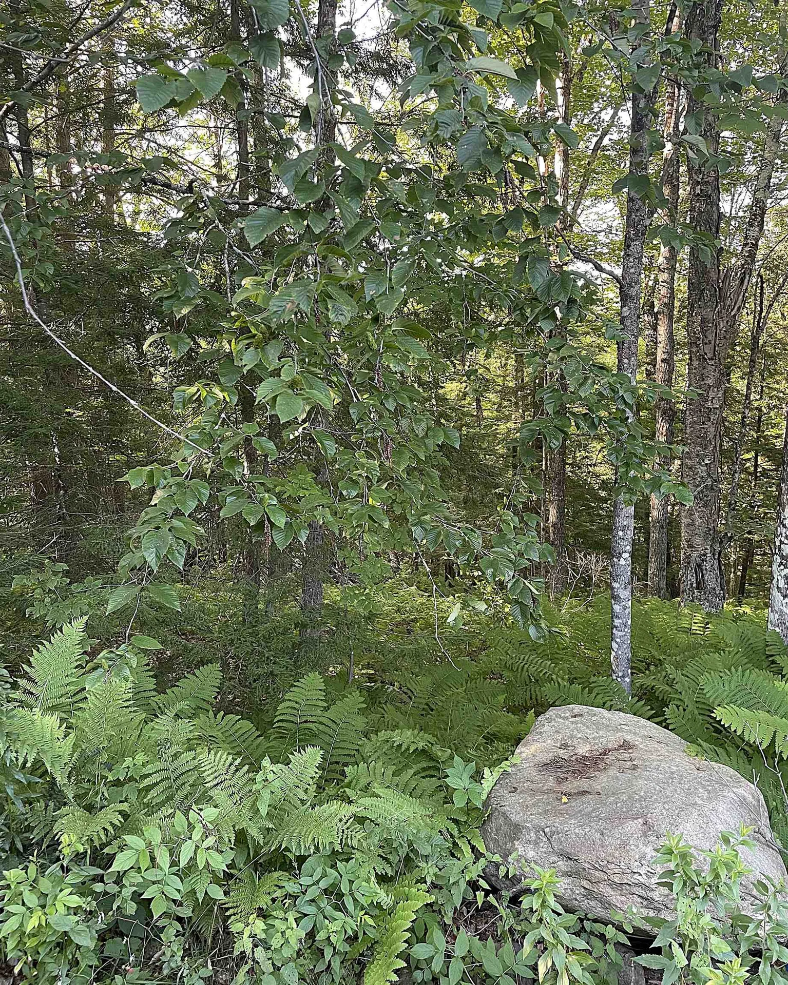 003 Massey Road Springfield VT 05156