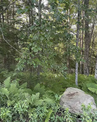 003 Massey Road Springfield VT 05156