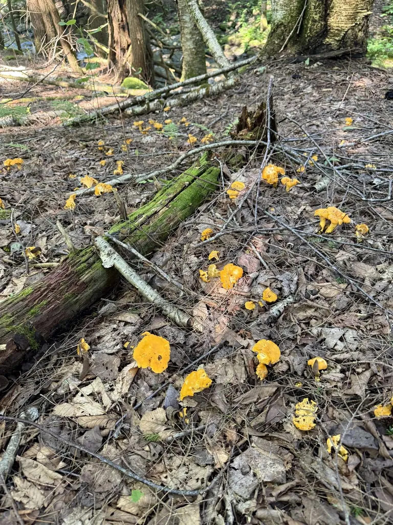 - Hannah Clark Brook Road Montgomery VT 05471