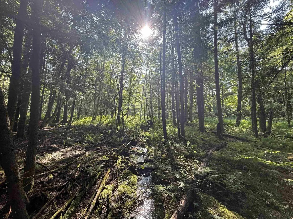 - Hannah Clark Brook Road Montgomery VT 05471