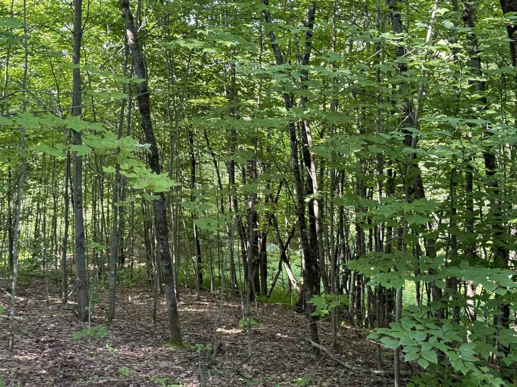 - Hannah Clark Brook Road Montgomery VT 05471