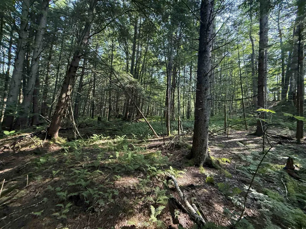 - Hannah Clark Brook Road Montgomery VT 05471