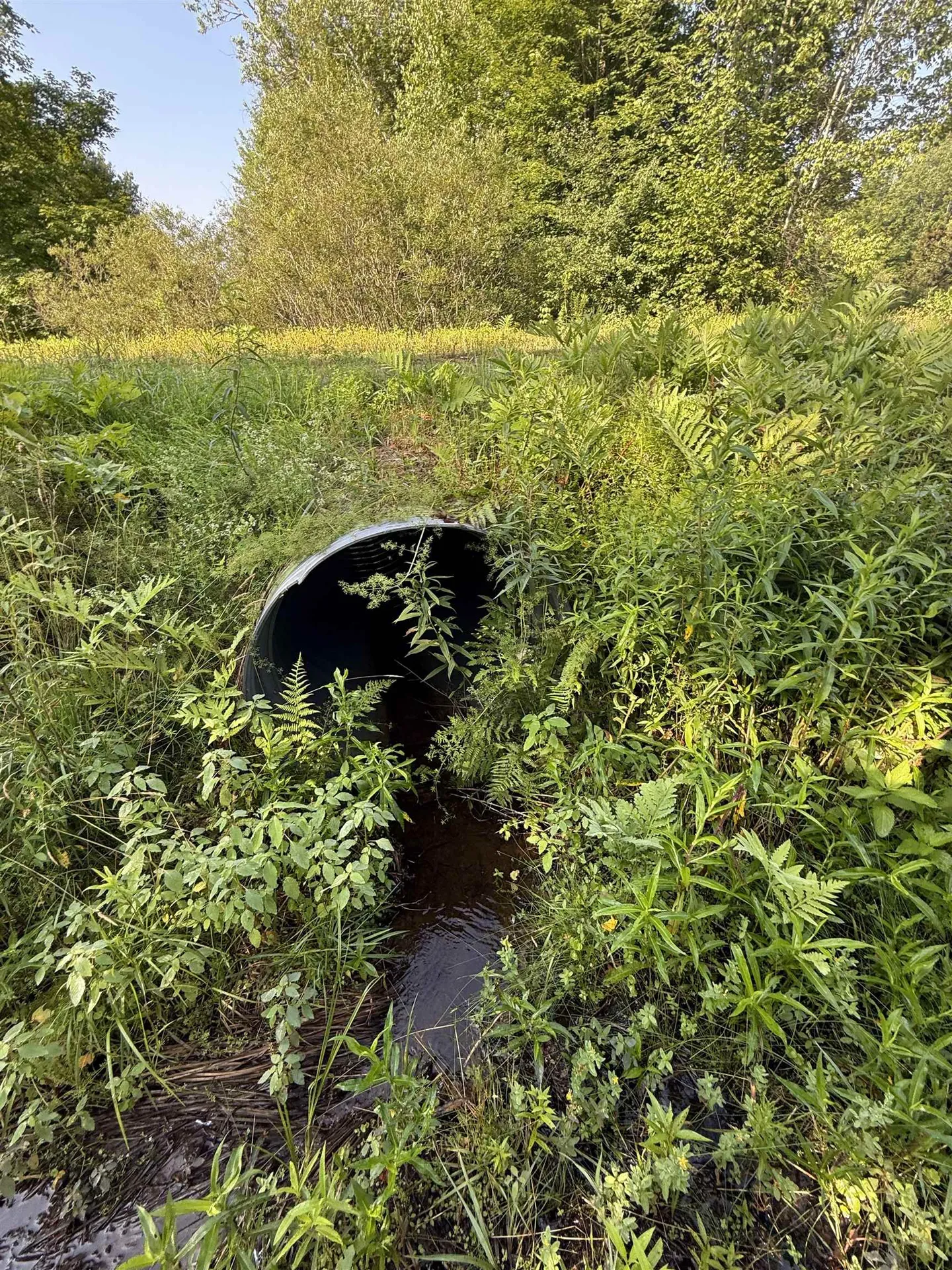 - Hannah Clark Brook Road Montgomery VT 05471