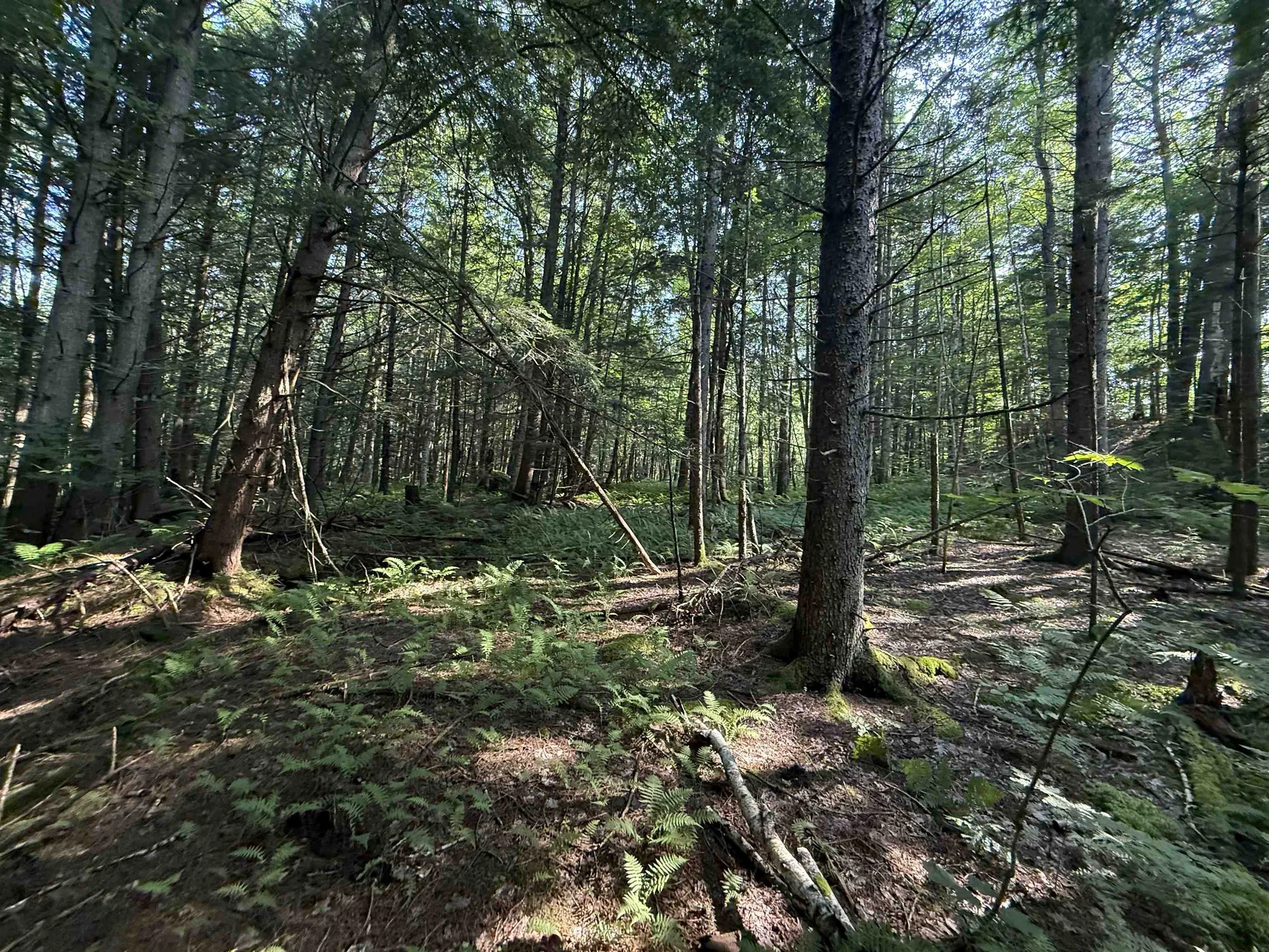 - Hannah Clark Brook Road Montgomery VT 05471