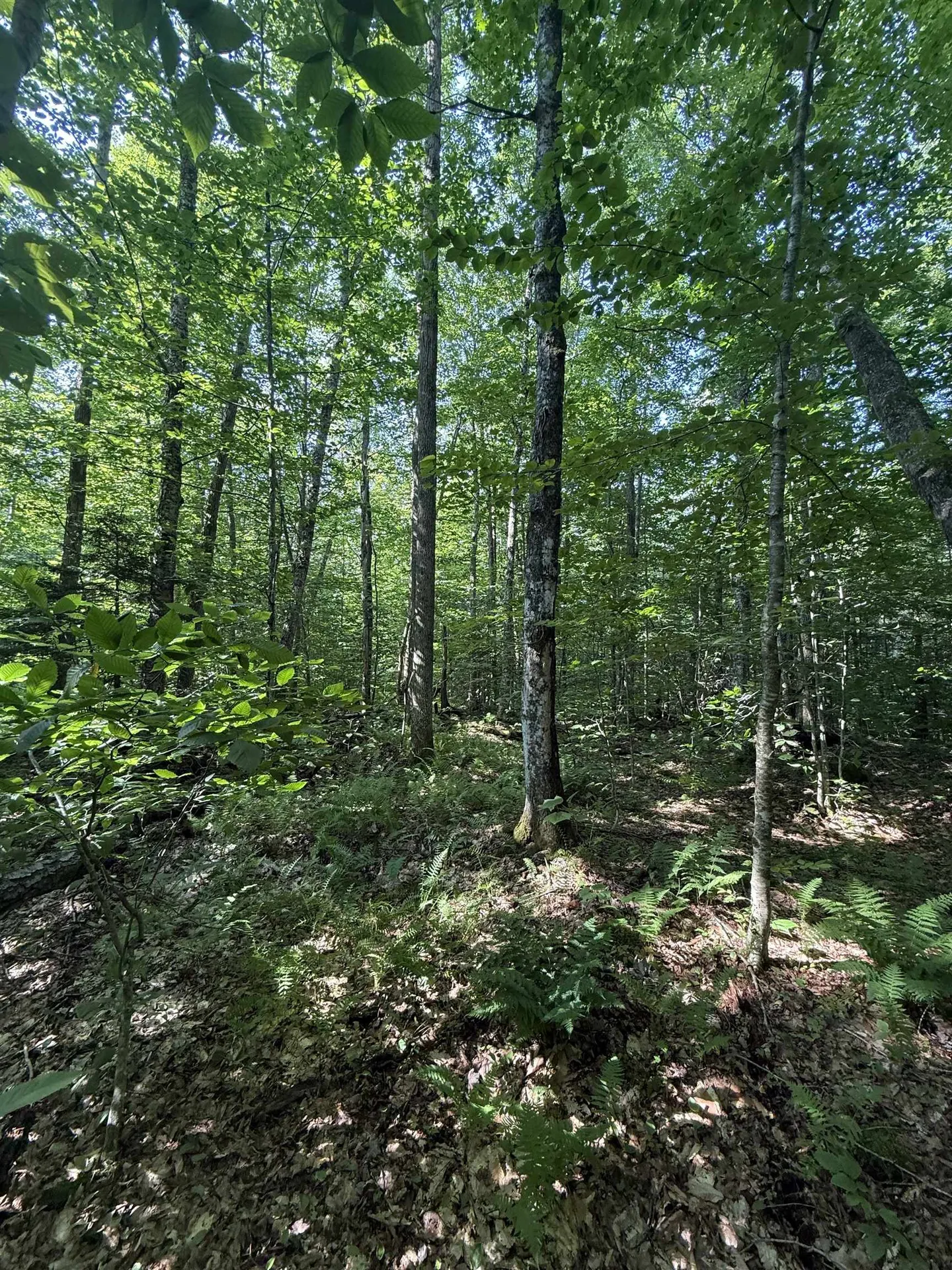 - Hannah Clark Brook Road Montgomery VT 05471